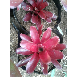 Tanaman Hias Bromelia Merah Tanaman Hias Bromelia Merah