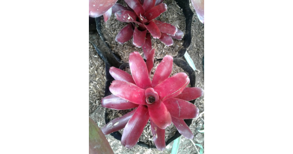 Jual Tanaman Hias Bromelia Merah HP 081904983985