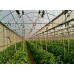 Plastik UV 0,8 mm - Untuk Greenhouse 1 roll (100 meter)