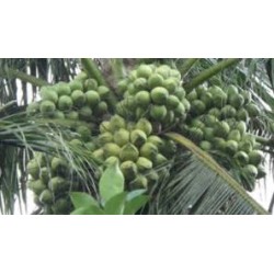 Bibit Kelapa Kopyor Super
