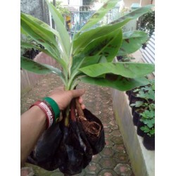 Bibit Pisang Cavendish Kuning (Sunpride) - Paket 20 batang Bibit Pisang Cavendish Kuning (Sunpride) - Paket 20 batang
