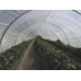 Plastik UV 0,8 mm (per meter) - Untuk Greenhouse 